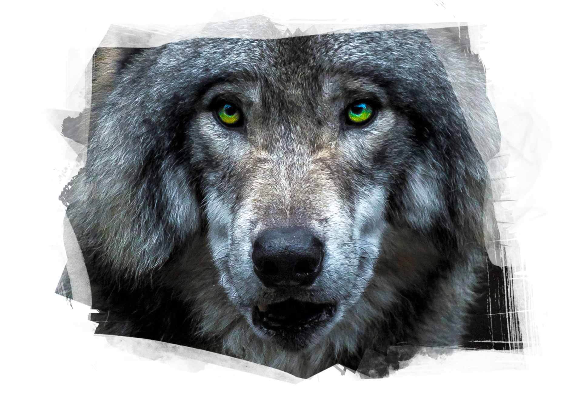 Mit den Augen eines Wolfes