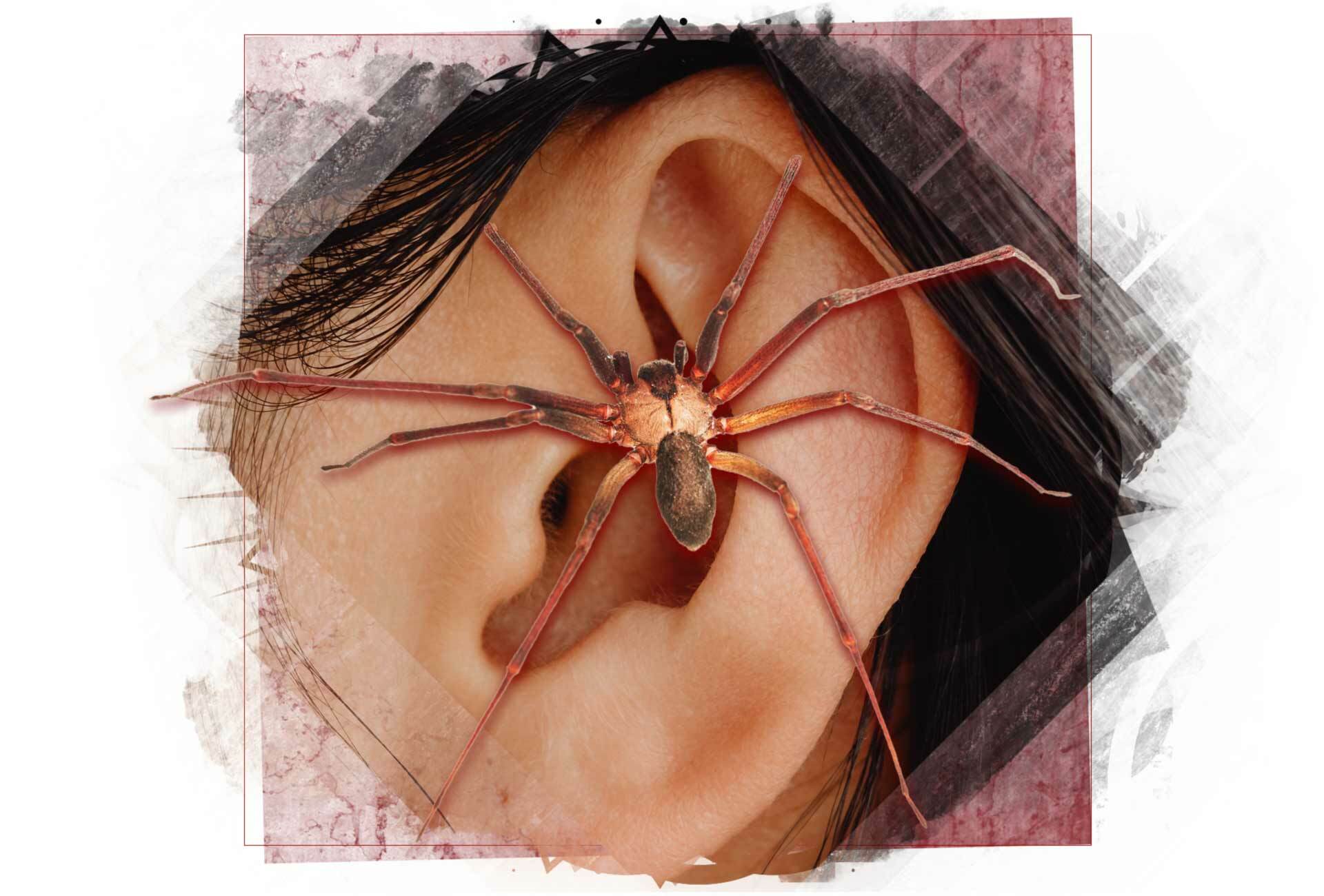 Spinne im Ohr